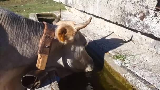 Ποδοφόρες αγελάδες που πίνουν σε πότισμα — Αρχείο Βίντεο
