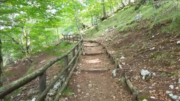 森の中のハイキングコース — ストック動画