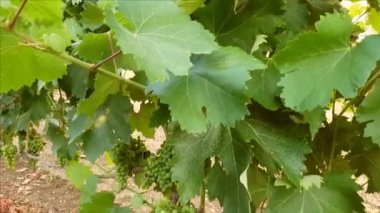Güney İtalya 'da bir üzüm bağında olgunlaşmamış üzümlere yakın durun.