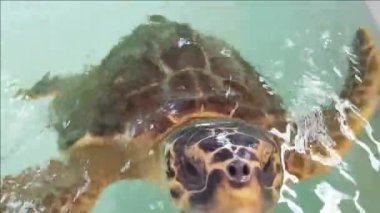Loggerhead deniz kaplumbağası rehabilitasyon havuzunda