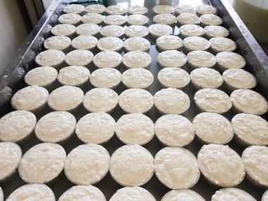 İtalya 'daki peynir fabrikasında plastik kalıplı taze Ricotta peyniri.