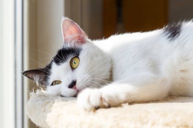 Sarı gözlü, beyaz ve siyah kedi