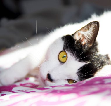 Sarı gözlü, beyaz ve siyah kedi