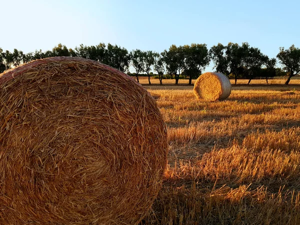 Field Hay Bales Harvest Sunset — Stock Photo, Image