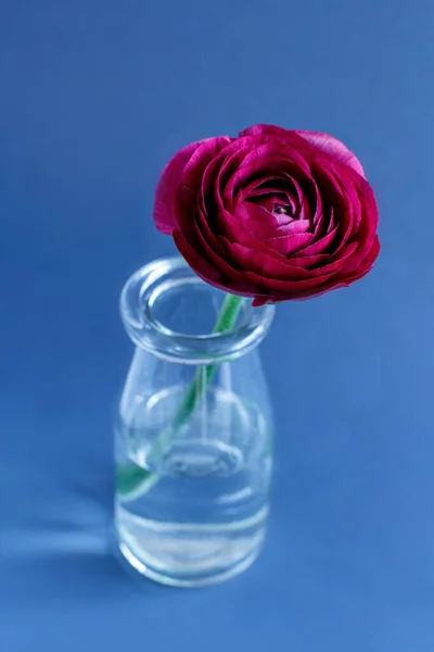 Fleur Ranunculus Rose Dans Une Bouteille Sur Fond Bleu Colle — Photo