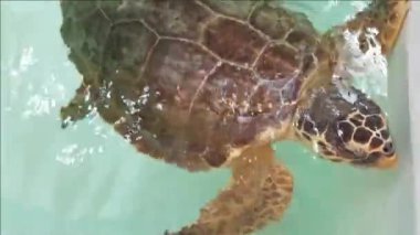 Loggerhead deniz kaplumbağası rehabilitasyon havuzunda