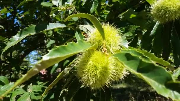 Zoete kastanjes in doppen die groeien op brunches van kastanjebomen — Stockvideo