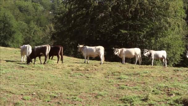 Podolic koeien op de weide bij zonsopgang — Stockvideo