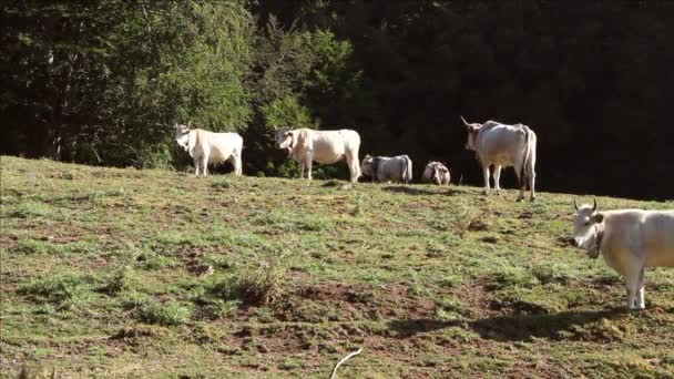 Vacas podolicas en el pasto al amanecer — Vídeos de Stock