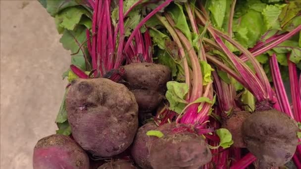 Raízes de beterraba vermelha cruas para venda num mercado local de agricultores — Vídeo de Stock