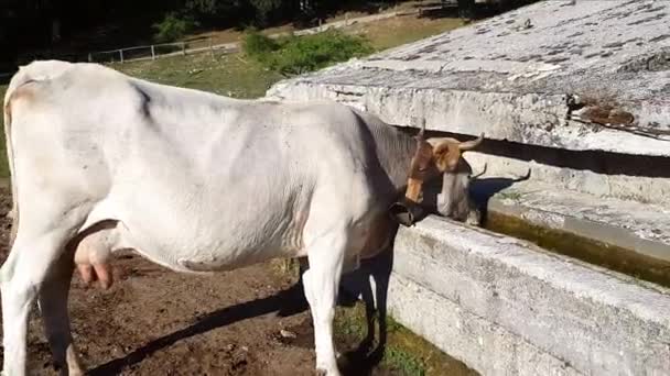 波多利奇奶牛在饮水处饮水 — 图库视频影像
