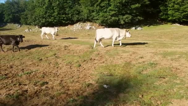 Podolickie krowy na pastwisku o wschodzie słońca — Wideo stockowe