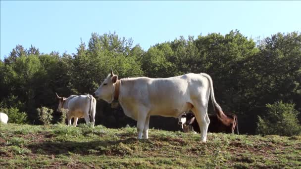 Подільські корови на пасовищі на сході сонця — стокове відео