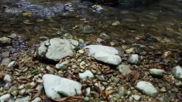 Um caminhante usando botas andando pelo riacho do rio da montanha de perto — Vídeo de Stock