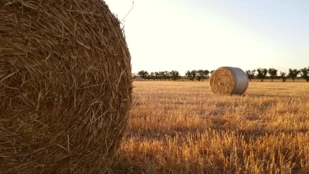 Campo Con Fardos Heno Después Cosecha Atardecer — Vídeos de Stock