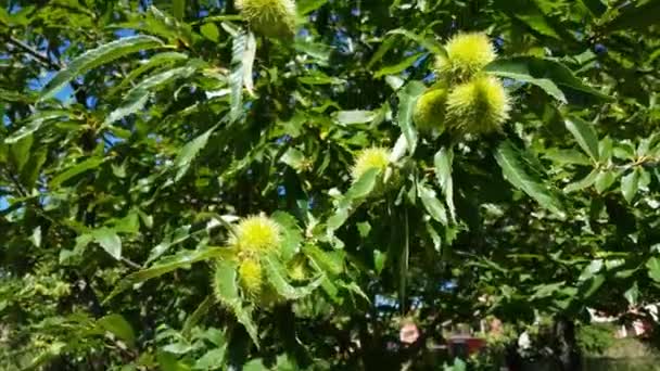 Zoete kastanjes in doppen die groeien op brunches van kastanjebomen — Stockvideo