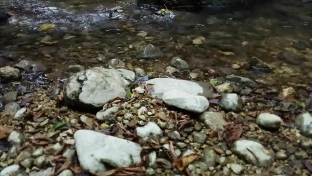 Un randonneur portant des bottes marchant dans le ruisseau de la rivière de montagne gros plan — Video