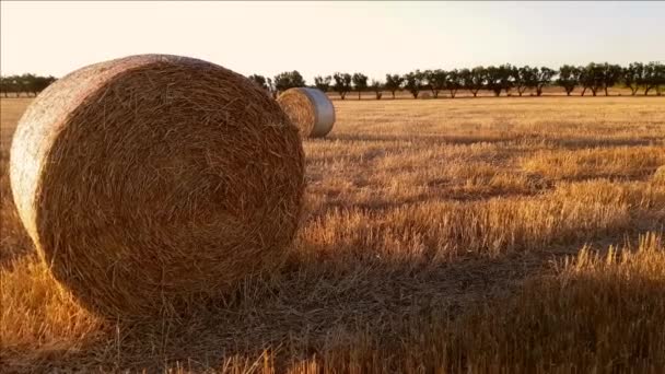 Поле с тюками сена после сбора урожая на закате — стоковое видео