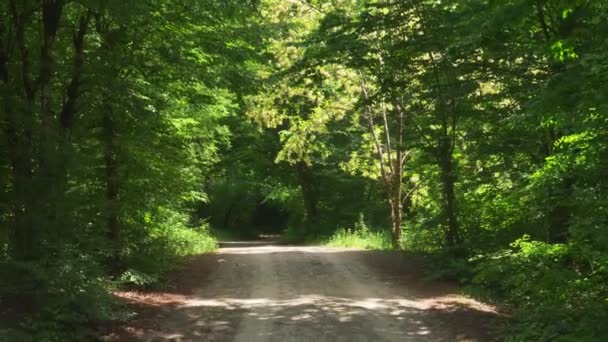 Steadicam Shot montagne humide Forêt avec des pierres mousseuses et des racines d'arbres, perspective personnelle de vue, 4k, ralenti 