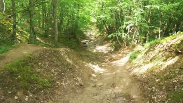 Steadicam Shot montagne humide Forêt avec des pierres mousseuses et des racines d'arbres, perspective personnelle de vue, 4k, ralenti — Video