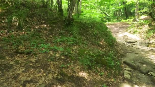Steadicam Shot montagne humide Forêt avec des pierres mousseuses et des racines d'arbres, perspective personnelle de vue, 4k, ralenti — Video