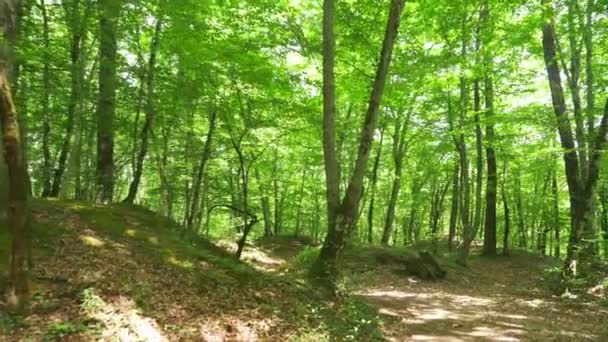 Steadicam Shot montaña húmeda Bosque con piedras musgosas y raíces de árboles, perspectiva personal de la vista, 4k, cámara lenta — Vídeo de stock