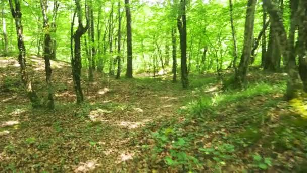 Steadicam Shot montaña húmeda Bosque con piedras musgosas y raíces de árboles, perspectiva personal de la vista, 4k, cámara lenta — Vídeo de stock