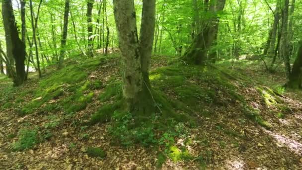 Steadicam Shot montaña húmeda Bosque con piedras musgosas y raíces de árboles, perspectiva personal de la vista, 4k, cámara lenta — Vídeo de stock