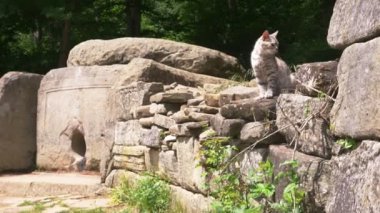 kedi, Dolmen ikamet Dolmen ormanın içinde. 4k, ağır çekim. Steadicam atış