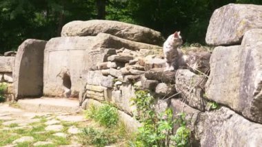 kedi, Dolmen ikamet Dolmen ormanın içinde. 4k, ağır çekim. Steadicam atış