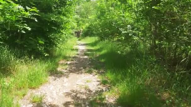 Wicker fence along the forest trail. Steadicam Shot, 4k, slow-motion — Stock Video