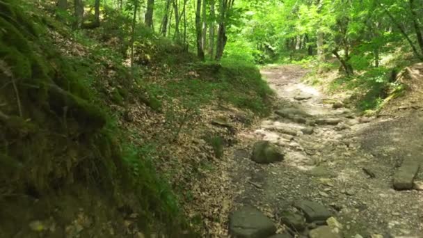 Steadicam Shot montanha molhada Floresta com pedras musgosas e raízes de árvores, perspectiva pessoal de vista, 4k, câmera lenta — Vídeo de Stock