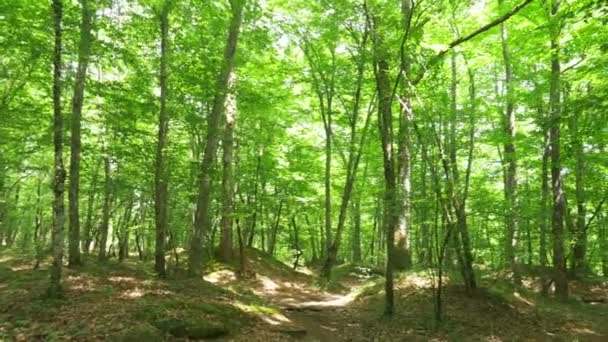 Steadicam Shot montaña húmeda Bosque con piedras musgosas y raíces de árboles, perspectiva personal de la vista, 4k, cámara lenta — Vídeo de stock