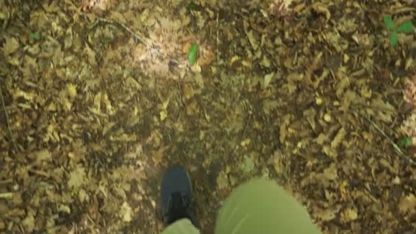 Steadicam Shot. piernas masculinas en zapatillas de deporte van a través de la montaña húmeda Bosque, con piedras musgosas y raíces de árboles, perspectiva personal de la vista, 4k, cámara lenta — Vídeos de Stock