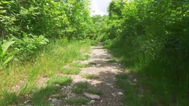 Steadicam atış dağ orman ıslak Yosunlu taş ve ağaç kökleri, görünüm, 4 k, ağır çekim kişisel bakış açısı