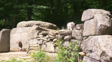 kedi, Dolmen ikamet Dolmen ormanın içinde. 4k, ağır çekim. Steadicam atış