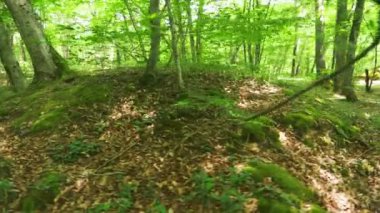 Steadicam atış dağ orman ıslak Yosunlu taş ve ağaç kökleri, görünüm, 4 k, ağır çekim kişisel bakış açısı
