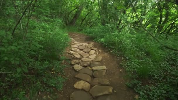 Steadicam Shot montaña húmeda Bosque con piedras musgosas y raíces de árboles, perspectiva personal de la vista, 4k, cámara lenta — Vídeo de stock