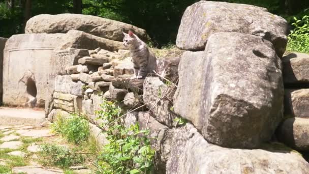 Кошка, жительница дольменов, Дольмен в лесу. 4К, замедленная съемка. Steadicam Shot — стоковое видео