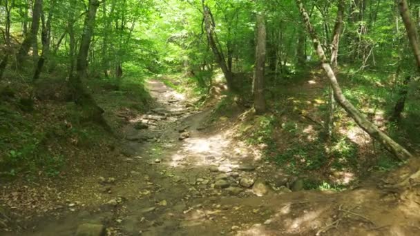 Steadicam Shot montaña húmeda Bosque con piedras musgosas y raíces de árboles, perspectiva personal de la vista, 4k, cámara lenta — Vídeo de stock