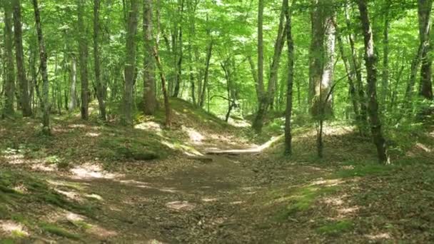 Steadicam Shot mountain wet Forest with mossy stones and tree roots, personal perspective of view, 4k, slow motion — Stock Video