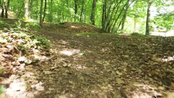 Steadicam 탄 산 젖은 숲 이끼 낀 돌과 나무 뿌리, 보기, 4 k, 슬로우 모션의 개인 관점 — 비디오