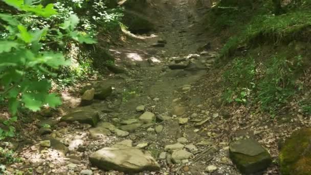 Steadicam Shot montaña húmeda Bosque con piedras musgosas y raíces de árboles, perspectiva personal de la vista, 4k, cámara lenta — Vídeo de stock