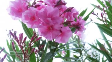 Nerium oleander çiçek yağmurlu bir gün sonra pembe. yakın çekim, 4k
