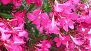 Nerium oleander çiçek yağmurlu bir gün sonra pembe. yakın çekim, 4k