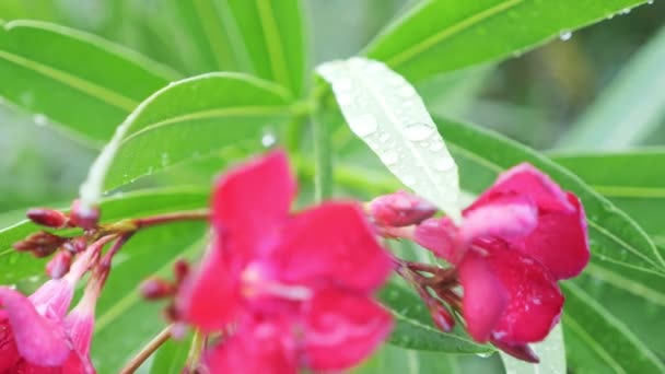 Ροζ Λουλούδι Nerium Oleander Μετά Από Βροχερή Ημέρα Γκρο Πλαν — Αρχείο Βίντεο