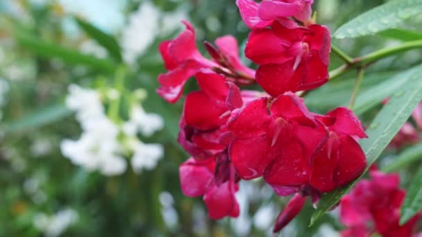 Rosa Nerium oleander blomma efter regnig dag. närbild, 4k — Stockvideo