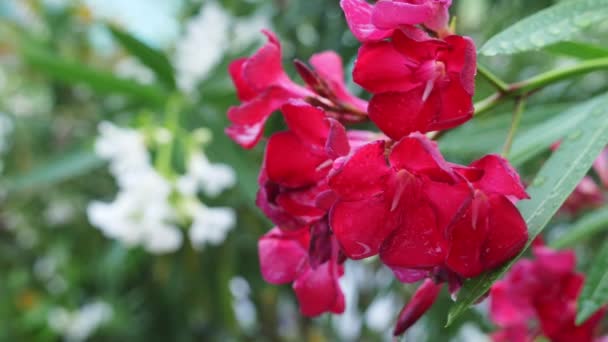 Rosa Nerium flor oleandro após o dia chuvoso. close-up, 4K — Vídeo de Stock