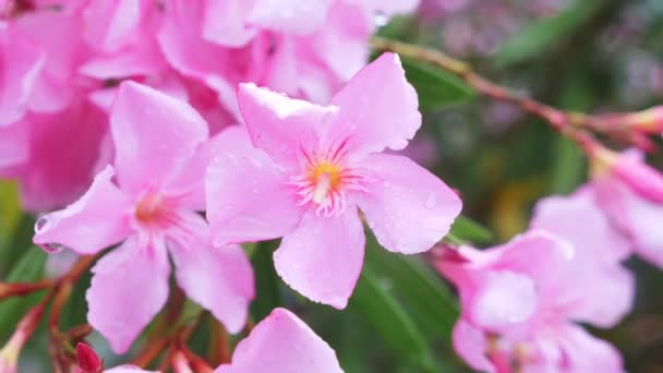 Ροζ λουλούδι Nerium oleander μετά από βροχερή ημέρα. γκρο πλαν, 4k — Αρχείο Βίντεο