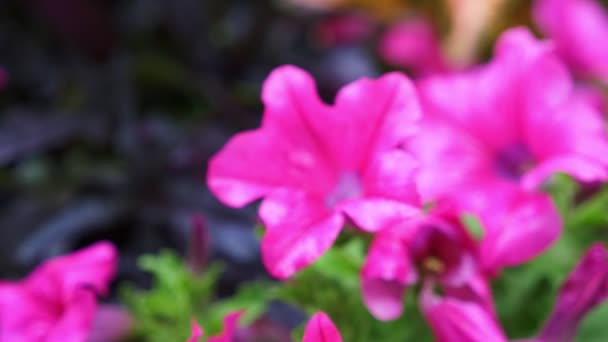 Flor de petunia después de la lluvia primer plano. 4k — Vídeos de Stock